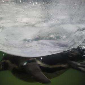 阿德陈玉滢五部曲和五部曲的主要内容概括
